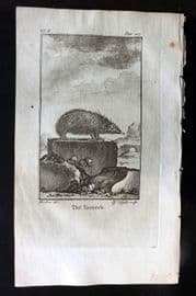 Goldsmith 1779 Antique Print. Tanrec