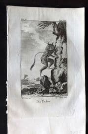 Goldsmith 1779 Antique Print. Tarsier