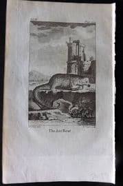 Goldsmith 1779 Antique Print. The Ant Bear Ant Eater
