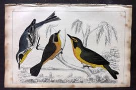 Goldsmith 1851 Hand Col Bird Print Yellow Thorat, Maryland & Kentucky Warbler 56