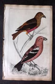 Goldsmith 1851 Hand Col Bird Print. American & White Winged Crossbill 34