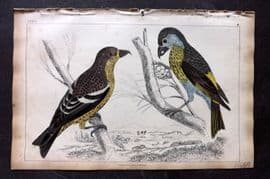 Goldsmith 1851 Hand Col Bird Print. American & White Winged Crossbill 36