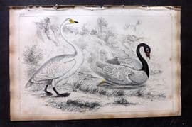 Goldsmith 1851 Hand Col Bird Print. Bewick's & Black Necked Swan 29