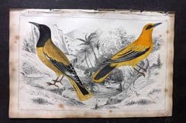 Goldsmith 1851 Hand Col Bird Print. Black Headed & Black Cheeked Oriole 18