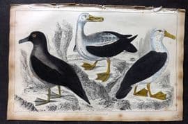 Goldsmith 1851 Hand Col Bird Print. Common, Sooty & Black-Eyed Albatross 71