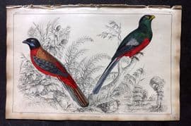 Goldsmith 1851 Hand Col Bird Print. Duvancel's & Narina Trogon 64