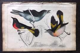 Goldsmith 1851 Hand Col Bird Print. Gnat Catchers 24
