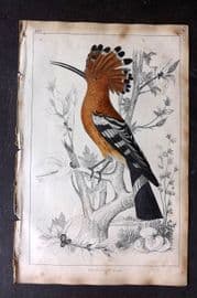 Goldsmith 1851 Hand Col Bird Print. Hoopoe 22