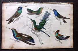 Goldsmith 1851 Hand Col Bird Print. Hummingbirds 25