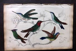 Goldsmith 1851 Hand Col Bird Print. Hummingbirds 26