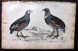 Goldsmith 1851 Hand Col Bird Print. Large Footed Partridge 19