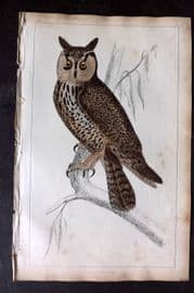 Goldsmith 1851 Hand Col Bird Print. Long Eared Owl 41