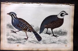 Goldsmith 1851 Hand Col Bird Print. Long Tailed & Montezuma's Quail 69