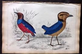 Goldsmith 1851 Hand Col Bird Print. Macklot's & Giant Breve 55