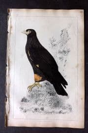 Goldsmith 1851 Hand Col Bird Print. New Zealand Caracara 20