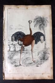 Goldsmith 1851 Hand Col Bird Print. Ostich 37