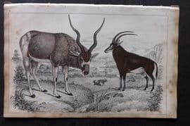 Goldsmith 1851 Hand Col Print. Addax Antelope. Sable Antelope 02