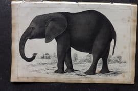 Goldsmith 1851 Hand Col Print. African Elephant 04