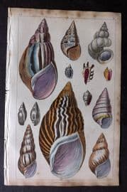 Goldsmith 1851 Hand Col Print. Agate, Turbo Shells 60