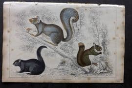 Goldsmith 1851 Hand Col Print. American, Grey, Chickaree Squirrel 17