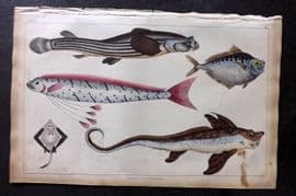 Goldsmith 1851 Hand Col Print. Anableps, Raia. Zeus Fish 33