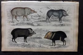 Goldsmith 1851 Hand Col Print. Babirusa. White Lipped, Chinese, Collared Hog 06