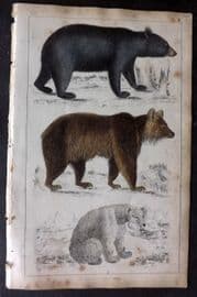 Goldsmith 1851 Hand Col Print. Black Bear of America, Brown Bear, Polar Bear 57