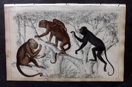 Goldsmith 1851 Hand Col Print. Black Howler, Ursine Howler Monkeys 53