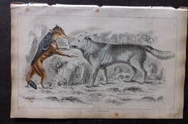 Goldsmith 1851 Hand Col Print. Cape Jackall. American Grey Wolf 12