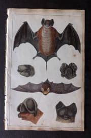 Goldsmith 1851 Hand Col Print. Cayenne, Slender, Notch Eared, Rufous Bat 13