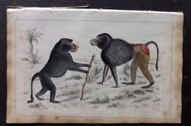 Goldsmith 1851 Hand Col Print. Chacma & Dog Faced Baboon 03