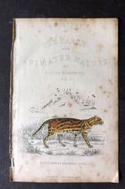 Goldsmith 1851 Hand Col Print. Collared Cat. Title Page