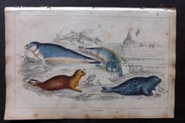 Goldsmith 1851 Hand Col Print. Common Seal. Fetid Seal 47