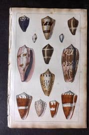 Goldsmith 1851 Hand Col Print. Cone Shells 44