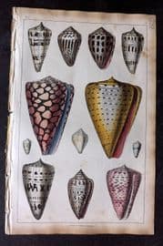Goldsmith 1851 Hand Col Print. Cone Shells 45