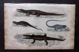 Goldsmith 1851 Hand Col Print. Crocodile of the Nile, Dragon Lizard, Guana 27