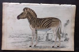 Goldsmith 1851 Hand Col Print. Datiw. Extinct Quagga 59
