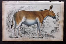 Goldsmith 1851 Hand Col Print. Dziggtai 58