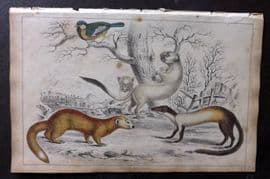 Goldsmith 1851 Hand Col Print. Ermine, Weasel, Java Ferret 46