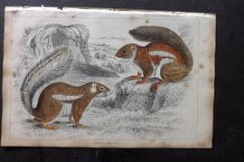 Goldsmith 1851 Hand Col Print. Fire Footed & Hottentot Squirrel 35