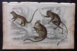 Goldsmith 1851 Hand Col Print. Little Galago, Podje Tarsier, Senegal Galago 68