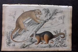 Goldsmith 1851 Hand Col Print. Rapouna Couscoos. Cook's Couscoos 52