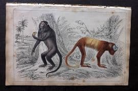 Goldsmith 1851 Hand Col Print. Royal & Golden Tailed Howler Monkeys 16