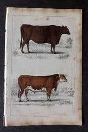 Goldsmith 1851 Hand Col Print. Suffolk Ox. Herefordshire Bull 05