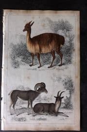 Goldsmith 1851 Hand Col Print. Vicugna of Peru. Argali or Big Horn 43