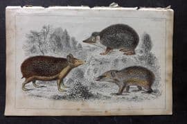 Goldsmith 1851 HC Print. Swarthy Tendrac, Long Eared Hedgehog, Armed Tenrec 70