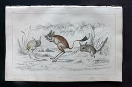 Goldsmith 1852 Hand Col Print. Jerboa 07