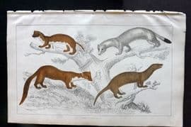 Goldsmith 1852 Hand Col Print. Weasel, Ermine, Pine Martin, Vison 72