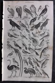 Goldsmith 1855 Antique Bird Print. Ornithology 67