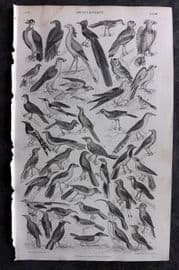 Goldsmith 1855 Antique Bird Print. Ornithology 68
